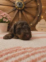 Phantom , a male Poodle - Standard  for sale in Spring Branch, TX – 2 of 2