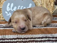 Orange collar, a male Golden Retriever for sale in Spring Branch, TX – 3 of 5