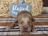 Grey collar , a male Golden Retriever for sale in Spring Branch, TX – 5 of 6