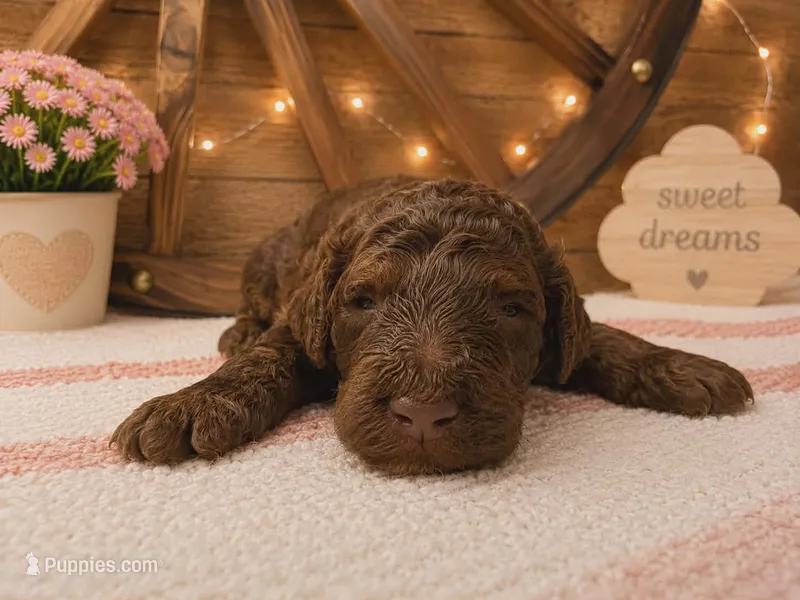Phantom  – Poodle - Standard  puppy for sale in Spring Branch, TX