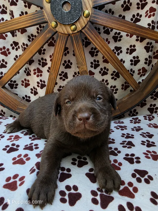Pink collar – Labrador Retriever puppy for sale in Spring Branch, TX