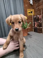 Zowie, a female Golden Retriever for sale in Spring Branch, TX – 4 of 6