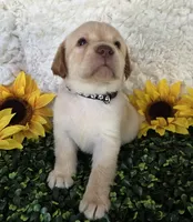 Black collar , a male Labrador Retriever for sale in Spring Branch, TX – 4 of 6