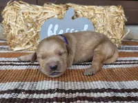 Purple collar , a female Golden Retriever for sale in Spring Branch, TX – 2 of 6