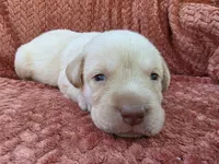 Blue collar , a male Labrador Retriever for sale in Spring Branch, TX – 2 of 6