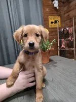 Zowie, a female Golden Retriever for sale in Spring Branch, TX – 5 of 6