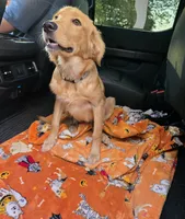 Buddy, a male Golden Retriever for sale in Spring Branch, TX – 4 of 4