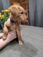 Zowie, a female Golden Retriever for sale in Spring Branch, TX – 2 of 6