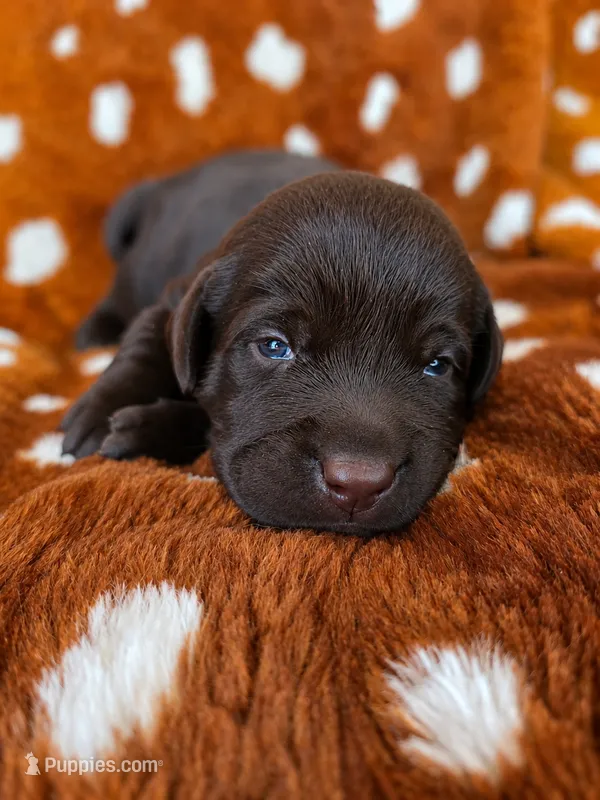 Teal collar  – Labrador Retriever puppy for sale in Spring Branch, TX