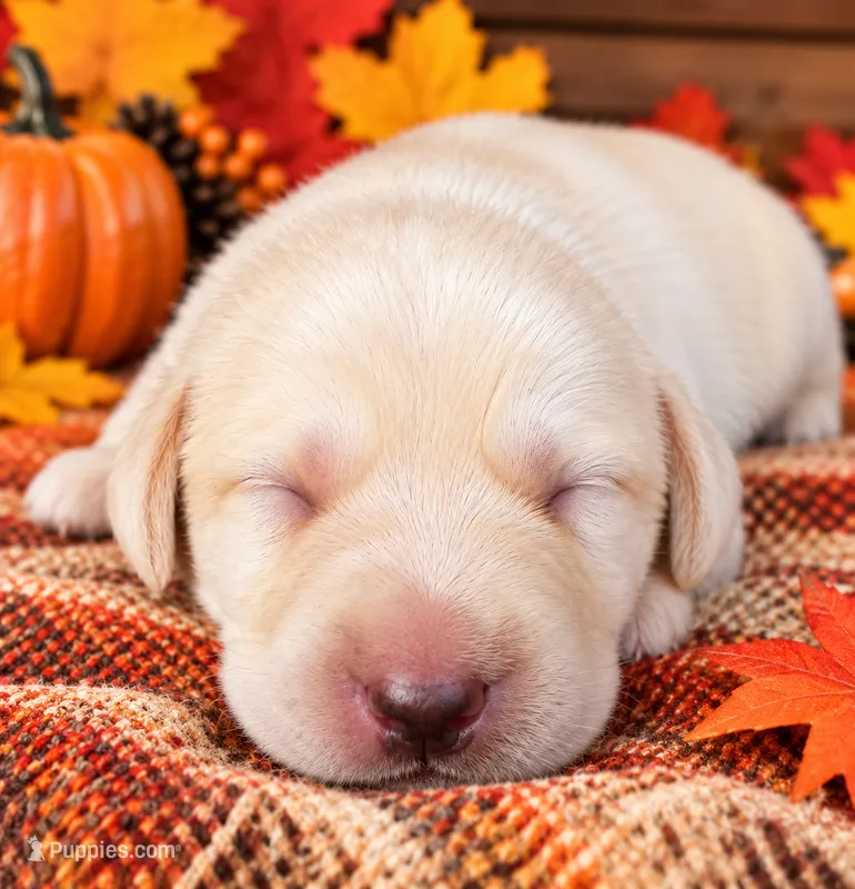 Blue collar – Labrador Retriever puppy for sale in Spring Branch, TX