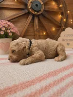 Black collar , a male Poodle - Standard  for sale in Spring Branch, TX – 2 of 2