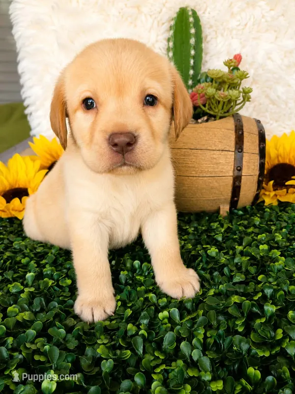 Orange collar – Labrador Retriever puppy for sale in Spring Branch, TX