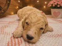 Red collar, a male Poodle - Standard  for sale in Spring Branch, TX – 3 of 3