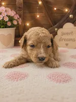 Purple collar , a female Poodle - Standard  for sale in Spring Branch, TX – 2 of 2