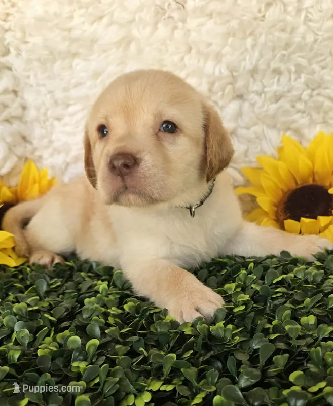 Black collar  – Labrador Retriever puppy for sale in Spring Branch, TX