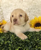 Black collar , a male Labrador Retriever for sale in Spring Branch, TX – 1 of 6
