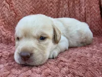 Black collar , a male Labrador Retriever for sale in Spring Branch, TX – 1 of 4