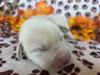 Blue collar, a male Labrador Retriever for sale in Spring Branch, TX – 4 of 4