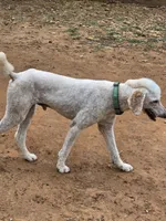 Grizzly, a male Poodle - Standard  for sale in Spring Branch, TX – Photo 3 of 3
