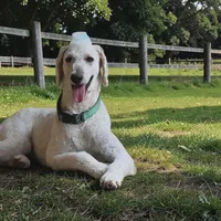 Grizzly, a male Poodle - Standard  for sale in Spring Branch, TX – Photo 1 of 3