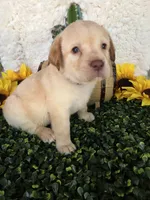Black collar , a male Labrador Retriever for sale in Spring Branch, TX – 3 of 6