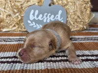 Grey collar , a male Golden Retriever for sale in Spring Branch, TX – 2 of 6