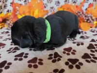 Green collar , a female Labrador Retriever for sale in Spring Branch, TX – 3 of 4