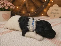 Blue collar , a male Poodle - Standard  for sale in Spring Branch, TX – 2 of 2