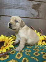Green collar, a female Golden Retriever for sale in Spring Branch, TX – 4 of 5