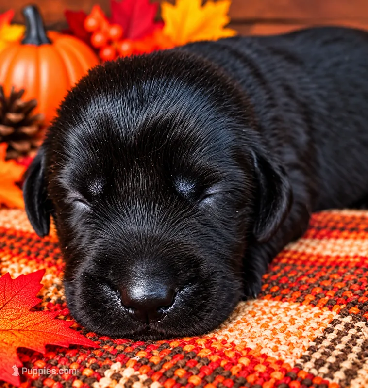 Pink collar  – Labrador Retriever puppy for sale in Spring Branch, TX