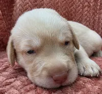 Orange collar, a male Labrador Retriever for sale in Spring Branch, TX – 2 of 5