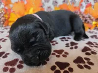 Pink collar , a female Labrador Retriever for sale in Spring Branch, TX – 4 of 4