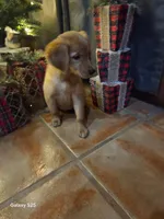 Zowie , a female Golden Retriever for sale in Spring Branch, TX – 8 of 9
