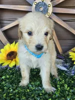 Baby blue, a female Goldendoodle for sale in Spring Branch, TX – Photo 2 of 3