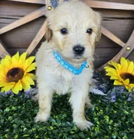 Baby blue, a female Goldendoodle for sale in Spring Branch, TX – Photo 1 of 3