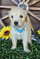 Baby blue, a female Goldendoodle for sale in Spring Branch, TX – Photo 3 of 3
