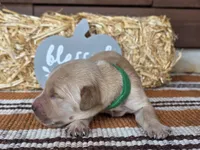 Green collar , a male Golden Retriever for sale in Spring Branch, TX – 5 of 5