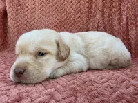 Black collar , a male Labrador Retriever for sale in Spring Branch, TX – 2 of 4