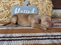 Grey collar , a male Golden Retriever for sale in Spring Branch, TX – 3 of 6
