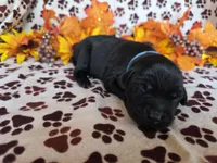 Baby blue collar, a female Labrador Retriever for sale in Spring Branch, TX – 2 of 3