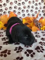 Dark pink collar, a female Labrador Retriever for sale in Spring Branch, TX – 2 of 5