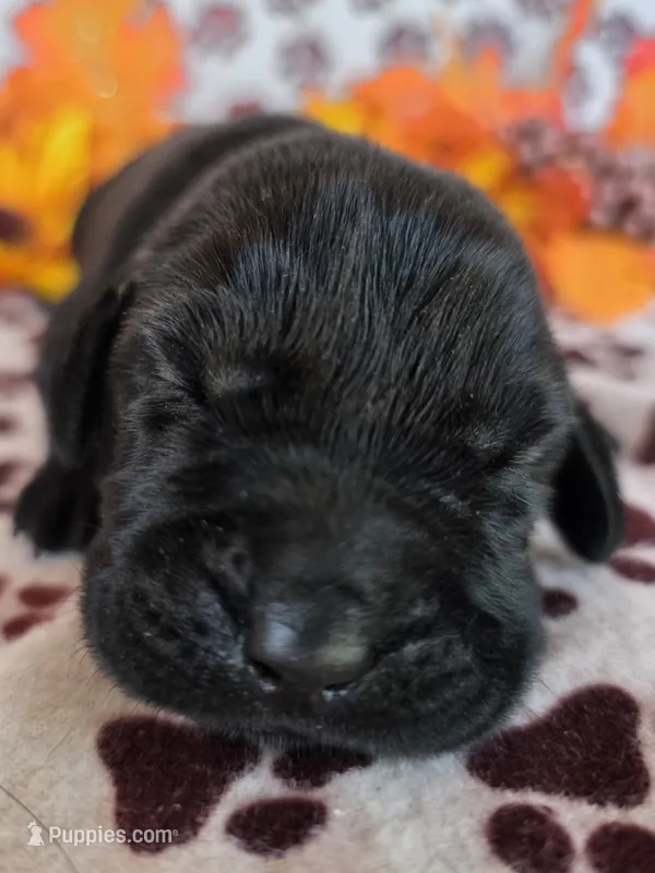 Pink collar  – Labrador Retriever puppy for sale in Spring Branch, TX