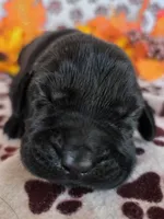 Pink collar , a female Labrador Retriever for sale in Spring Branch, TX – 1 of 4