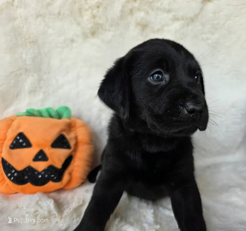 Green collar  – Labrador Retriever puppy for sale in Spring Branch, TX