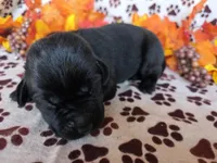White collar , a male Labrador Retriever for sale in Spring Branch, TX – 3 of 4