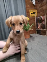 Zowie, a female Golden Retriever for sale in Spring Branch, TX – 6 of 6