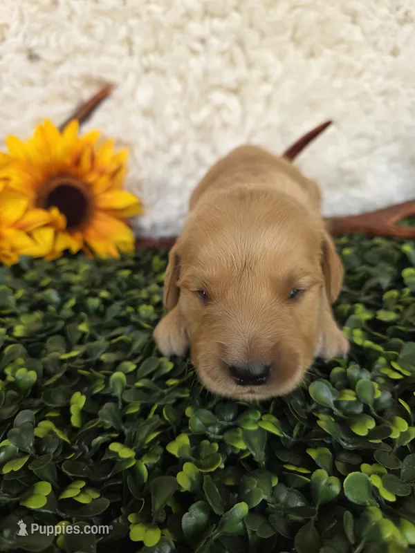 Orange collar – Golden Retriever puppy for sale in Spring Branch, TX