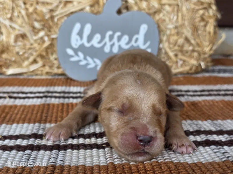 Grey collar  – Golden Retriever puppy for sale in Spring Branch, TX