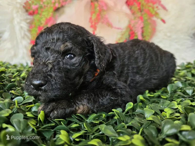 Orange collar – Poodle - Standard  puppy for sale in Spring Branch, TX