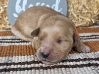 Orange collar, a male Golden Retriever for sale in Spring Branch, TX – 4 of 5